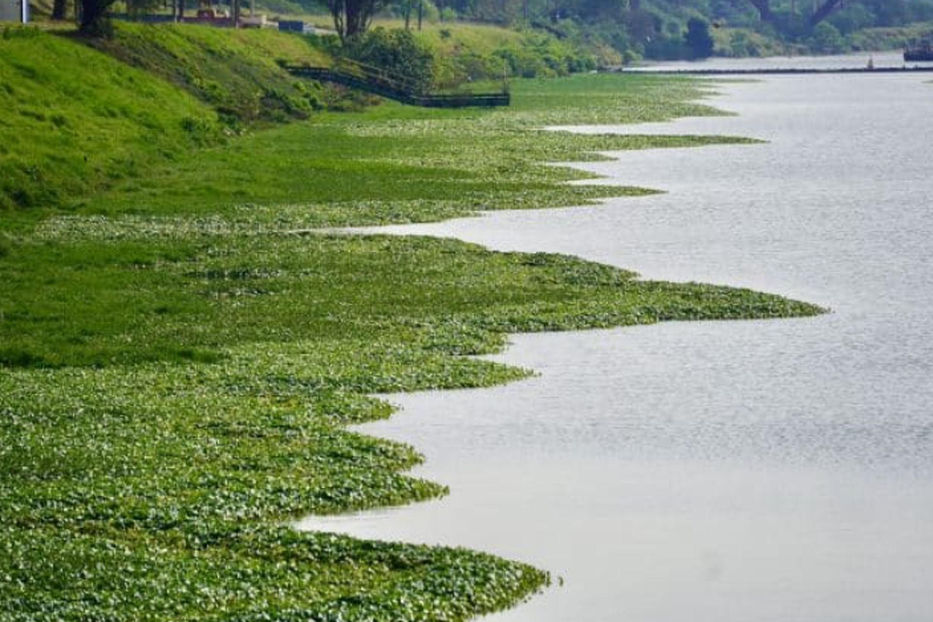 Poluição cai até 55% em pontos dos rios Pinheiros e Tietê