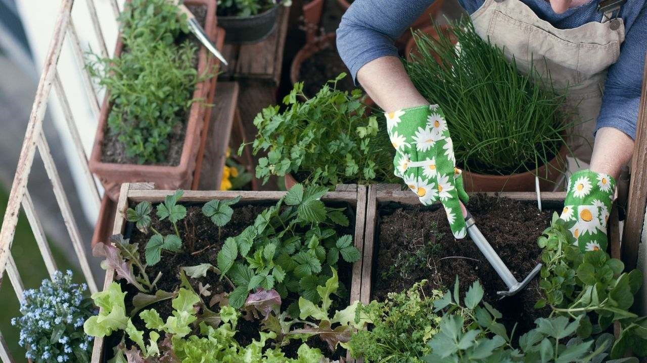 SAIBA OS CUIDADOS NO CULTIVO DE HORTALIÇAS E FRUTAS NO INVERNO
